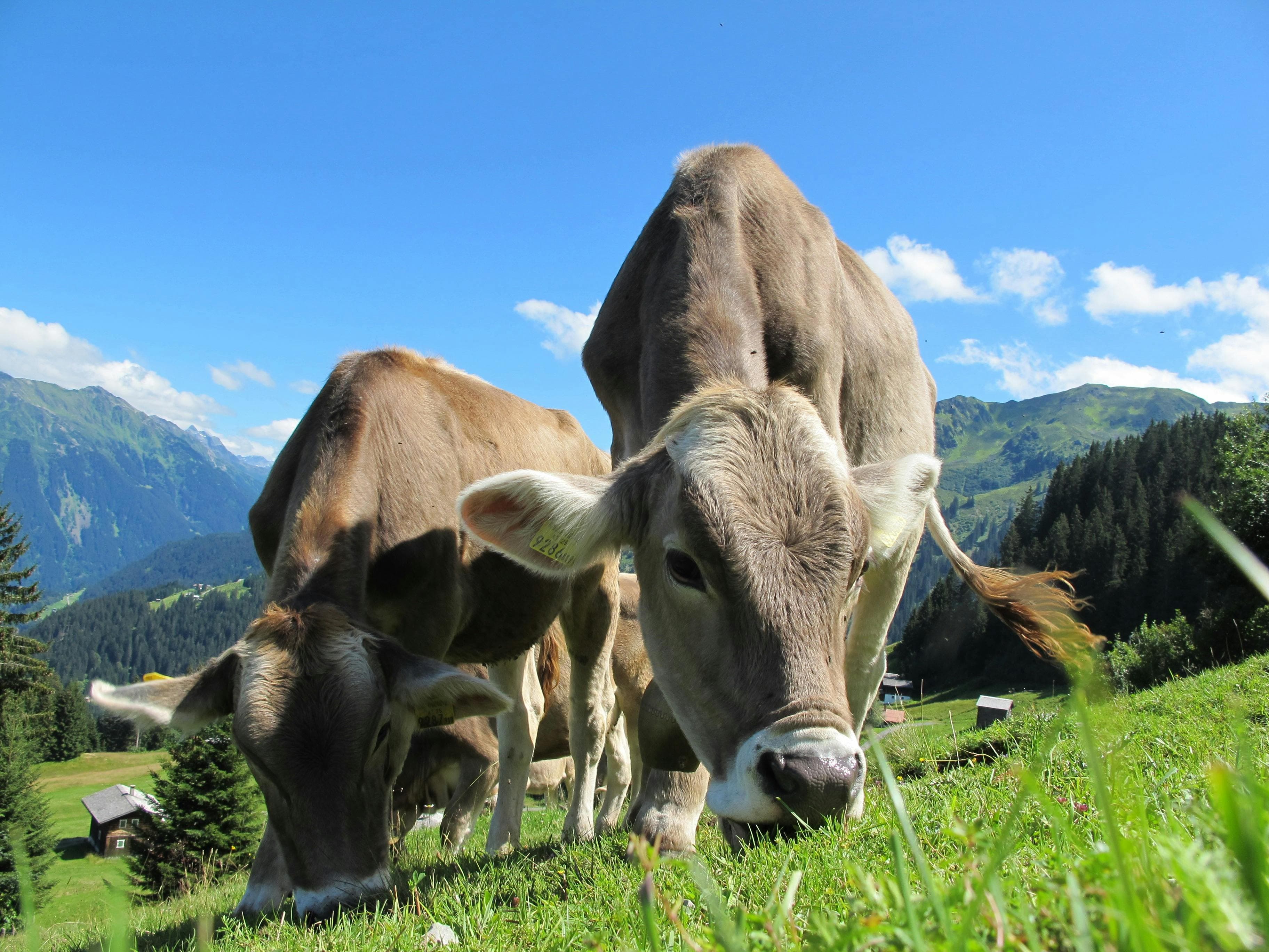 7. Is tallow really good for your skin?
